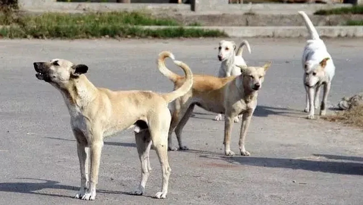 Pune : दौंडमधील म्हसोबाच्या यात्रेत पिसाळलेला कुत्रा घुसला आणि....