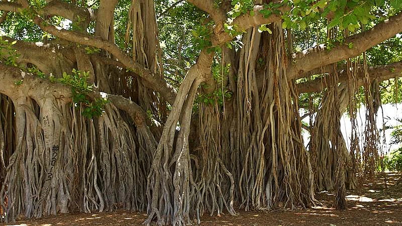 It is forbidden to cut the branches of Vada tree on Vatpoornime