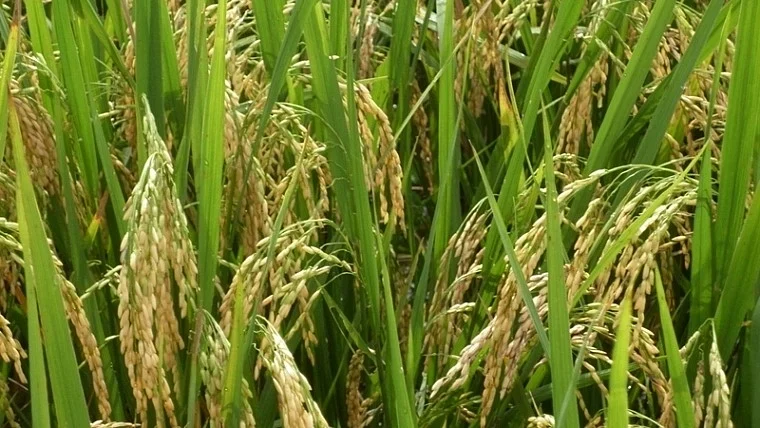 Aloe Vera, the crop 'saviour'! ability to survive extended periods of drought could contribute to...