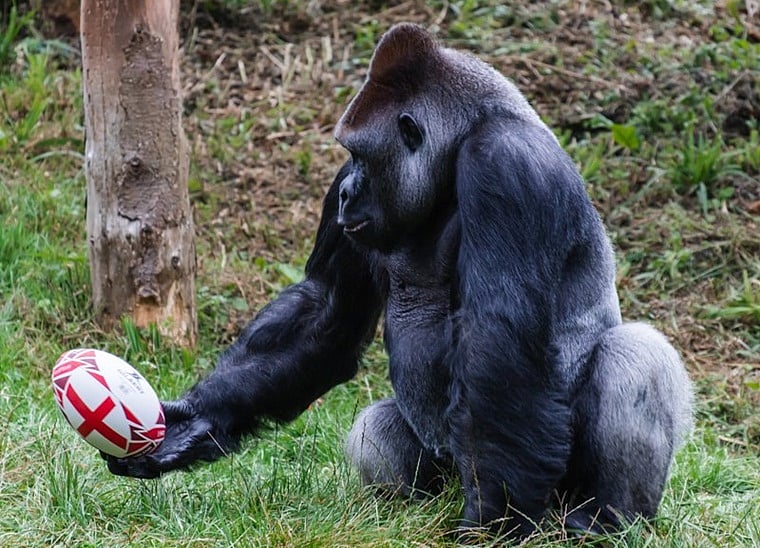 Mumbai: Soon, SGNP may have a gorilla safari - Vimarsana News