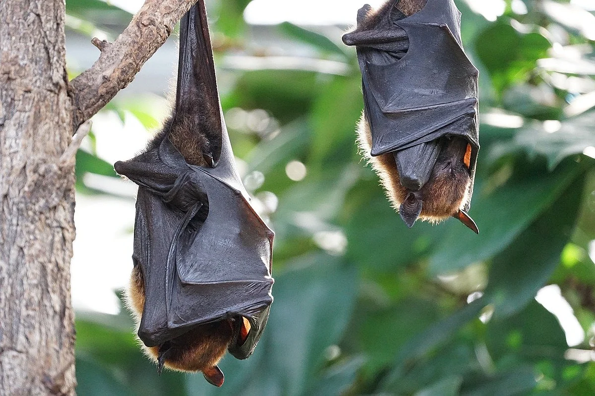 Rousettus and Pteropus: Here's all you need to know about the coronavirus-carrier Indian bat species
