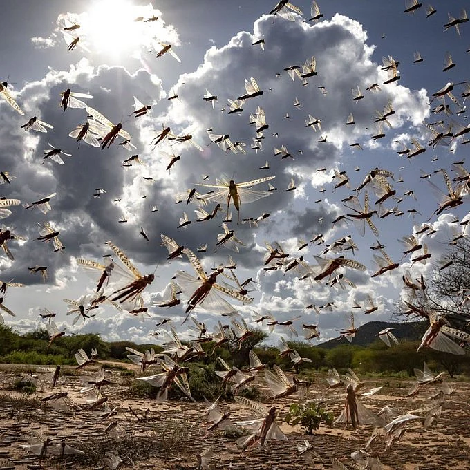 Amid outbreak Pakistan to set up national locust control cell, says Information Minister Shibli...