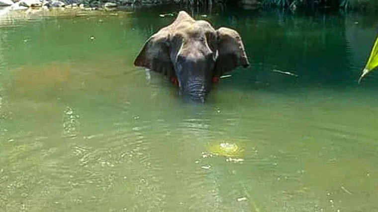 Kerala Elephant death: Not a pineapple, elephant had eaten a coconut filled with explosives, says...