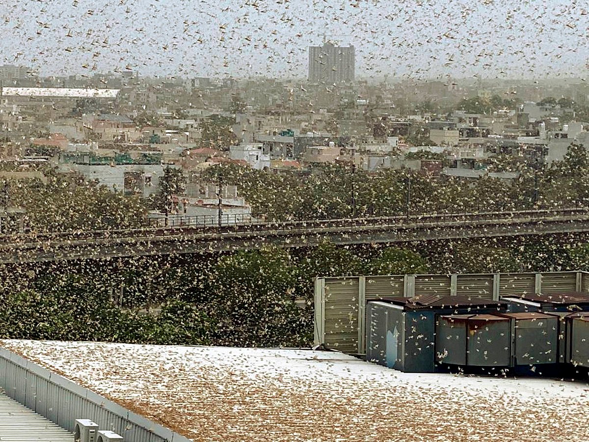 No Locust swarms in India; Breeding was also not reported - Vimarsana News