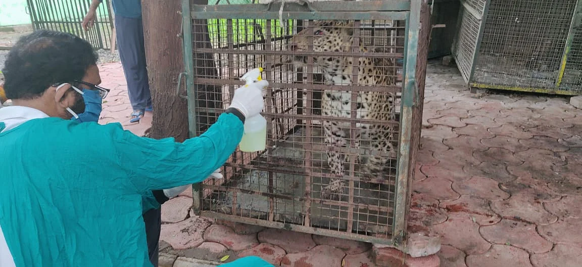 Indore: Struggling to recover since 26 days, rescued leopard still void of CT scan, general checkup
