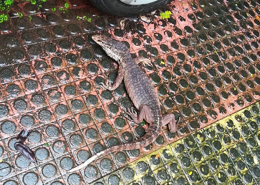 Monitor lizard rescued from housing society in Thane
