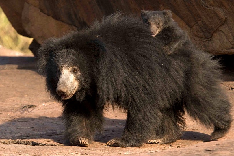 Bhopal: Bear kills couple in forest, eats body parts - Vimarsana News