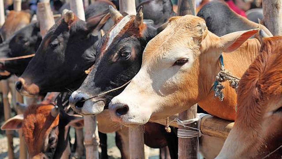 Mandsaur: One cow, five buffaloes charred to death - Vimarsana News