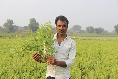 Madhya Pradesh: Khargone farmers opt for ashwagandha, cultivators take to medicinal plantation in a big way
