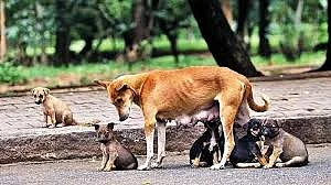 Madhya Pradesh: FIR registered against man in Indore for packing four puppies in plastic bag and...