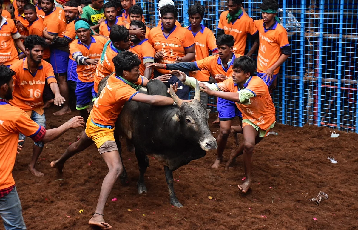 Participants try to tame a bull during Avaniyapuram Jallikattu as the part of Pongal festival celebration, in Madurai, Thursday, Jan. 14, 2021.