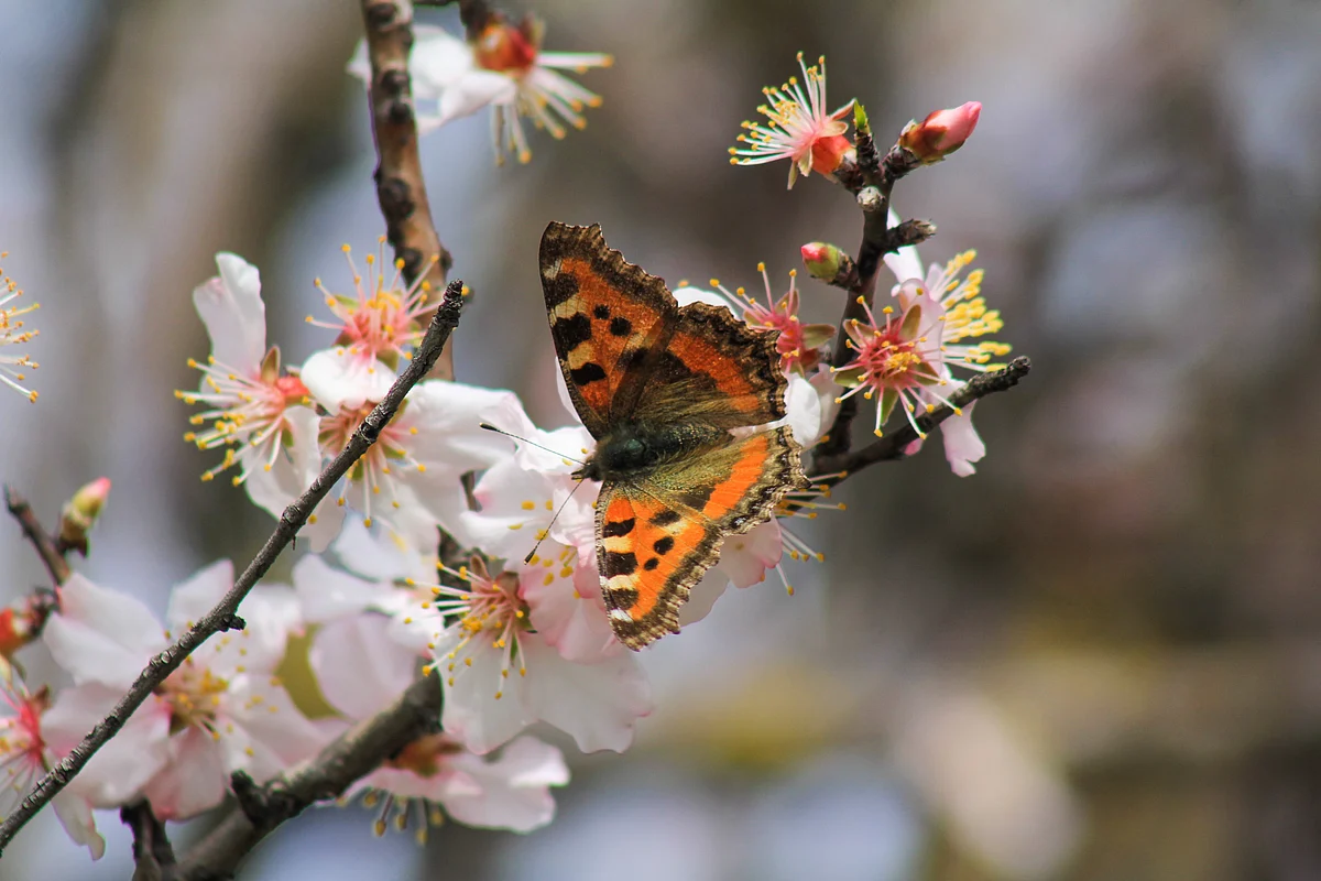 A butterfly collects nectar from an almond flower at Almond Garden in outskirts of Srinagar. The trees have flowered earlier due to rise in temperature in the Valley marking the beginning of Spring.