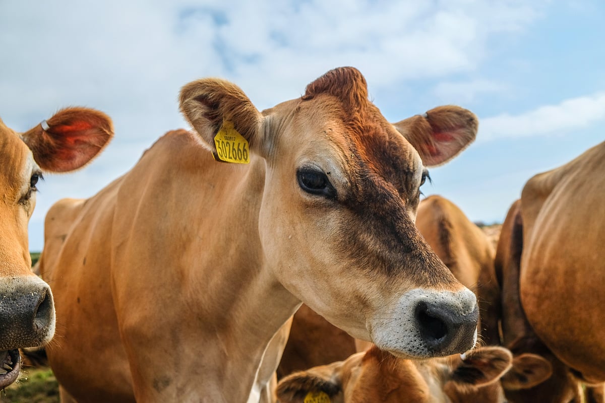 Ujjain: Racket involved in cattle smuggling busted; Nagda ASI suspended due to connivance - Vimarsana News