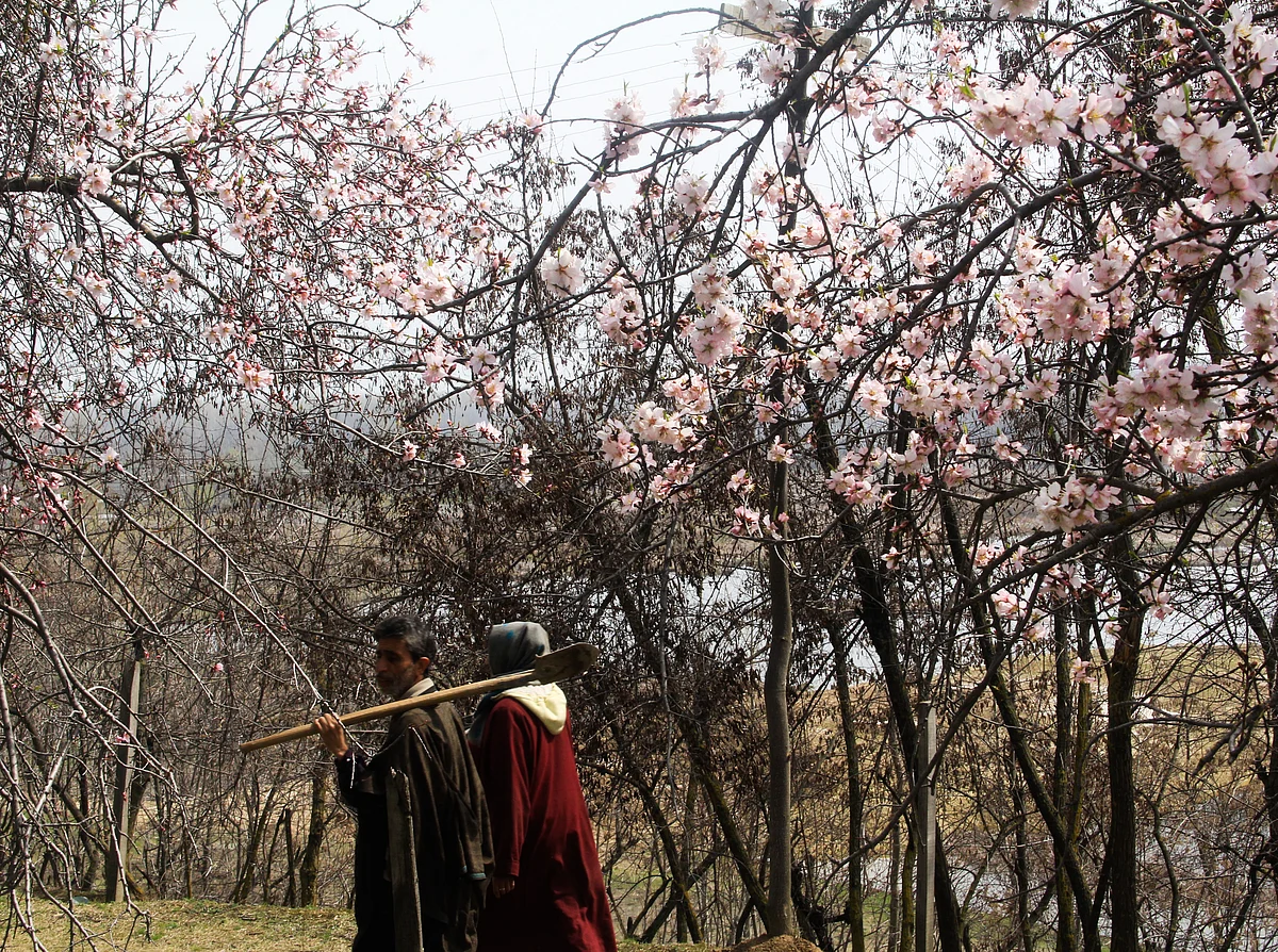 Locals stroll amid almond blossom trees which are in full bloom, in the Baadamwari, during spring bloom, in Srinagar, kashmir.