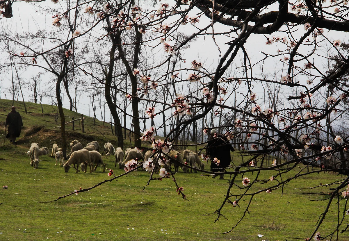 Locals grazing livestock amid almond blossom trees which are in full bloom, in the Baadamwari, during spring bloom, in Srinagar, kashmir.