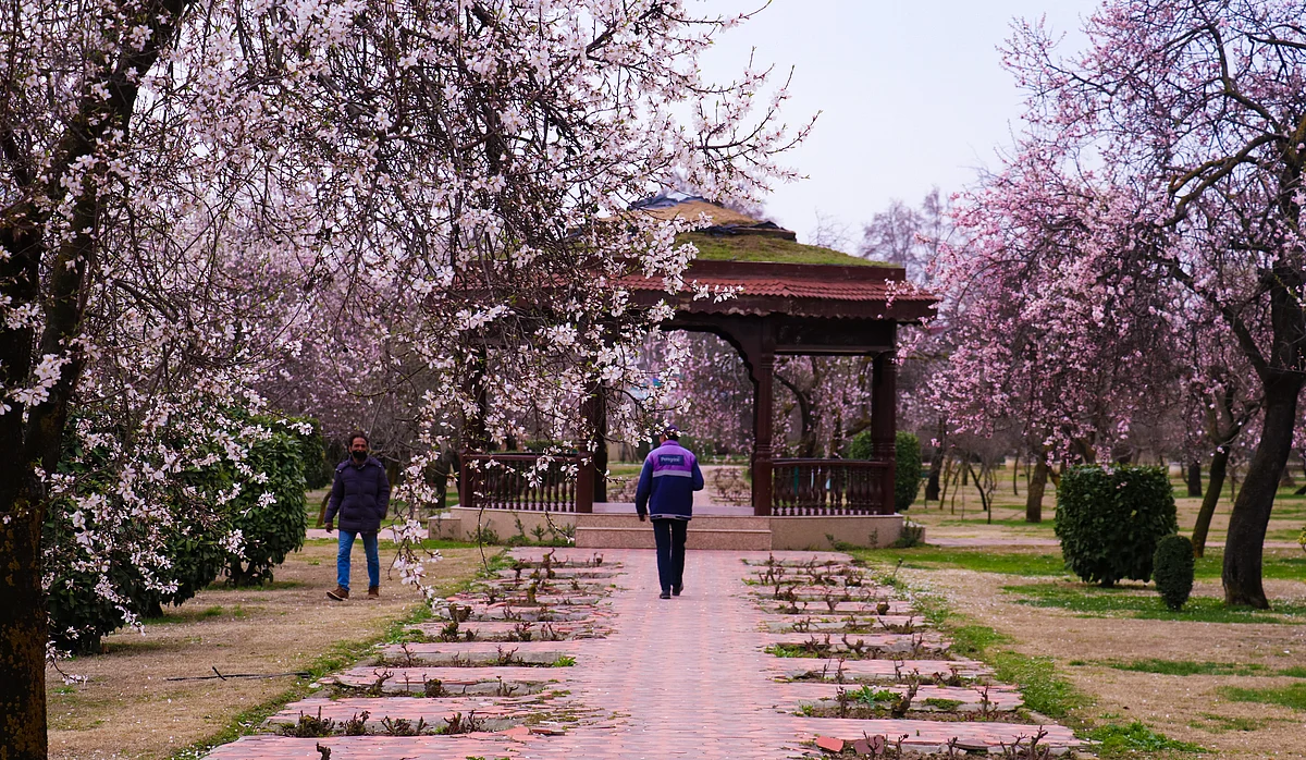 A Kashmiri man walks past blooming almond orchards as spring arrives at Badamwari in Srinagar.