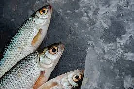 Madhya Pradesh: Fishes die in Govindpura Lake in Sardarpur, residents drink polluted water