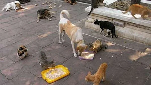 Soon higher penalties, jail term for cruelty against animals; Centre likely to draft bill in next...