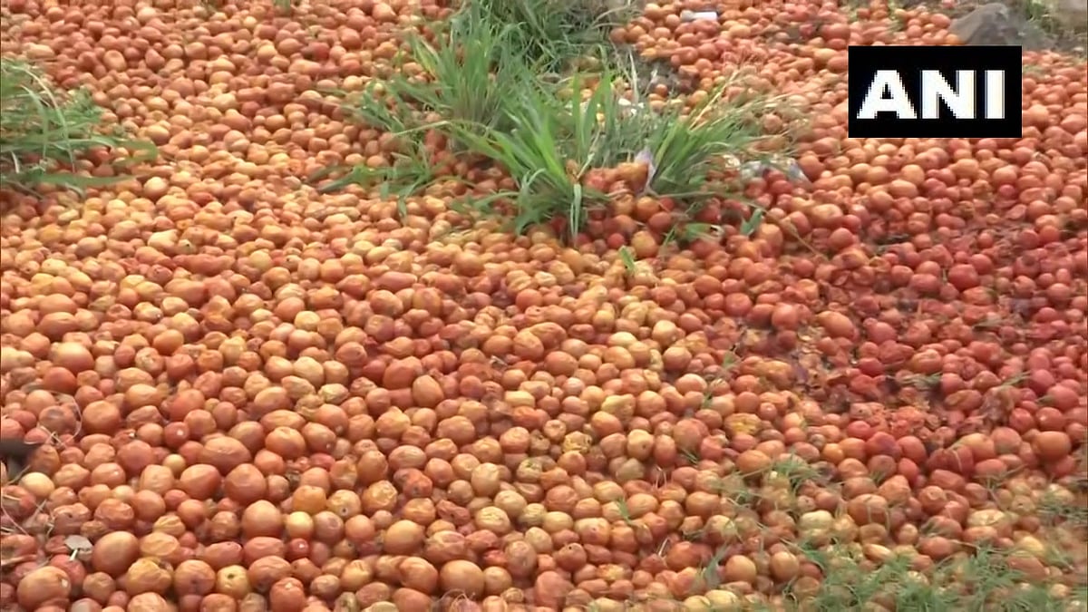 Mumbai: Tomato prices touch Rs 60 per kg again in retail following dip in supply - Vimarsana News
