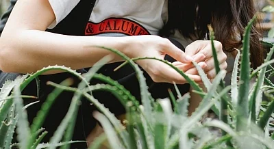 Antioxidation properties of aloe vera reverses effects of sun burns and tan
