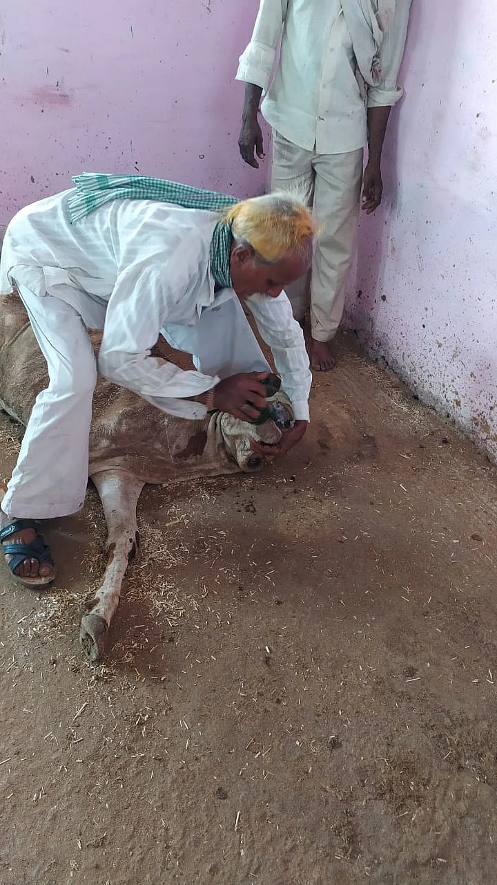 veterinarian from Barwani who examined and conducted the post-mortem expressed same view as polythene pieces were found in their intestines during post-mortem