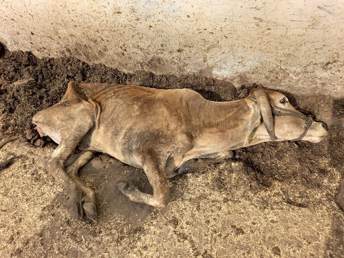 NITI Aayog working on gaushala economy to address stray cattle issue - Vimarsana News