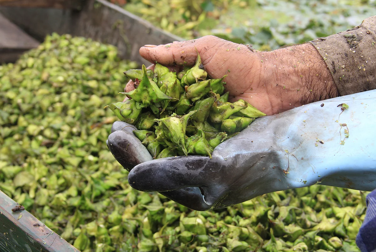 A man shows water chestnuts to a trader at the local market after extracting them from the Wular Lake, in Bandipora district of North Kashmir.