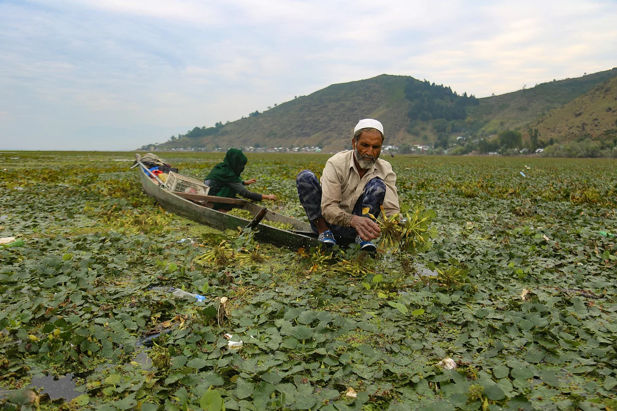 Abdul Rahman Kawaa extracts water chestnuts at the Wular Lake in Bandipora, Northern Kashmir.