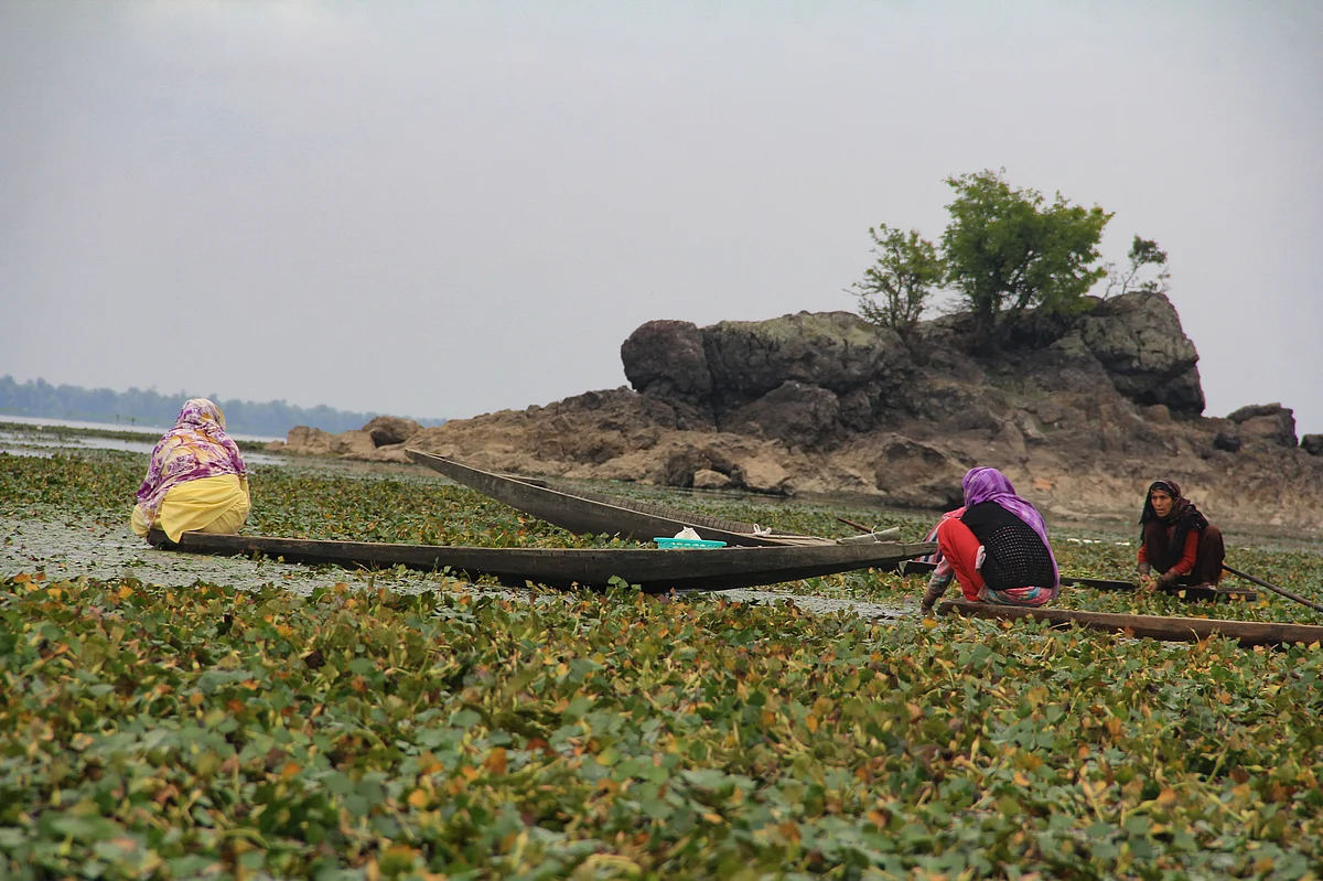 Kashmiri women extract water chestnuts at the Wular Lake in Bandipora, Northern Kashmir.