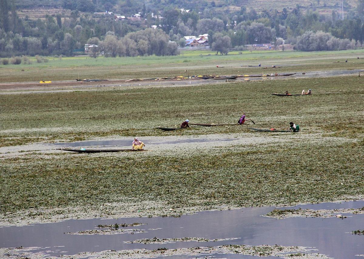 A view of the Wular lake that is it is silting up rapidly due to run-off from its denuded catchment.