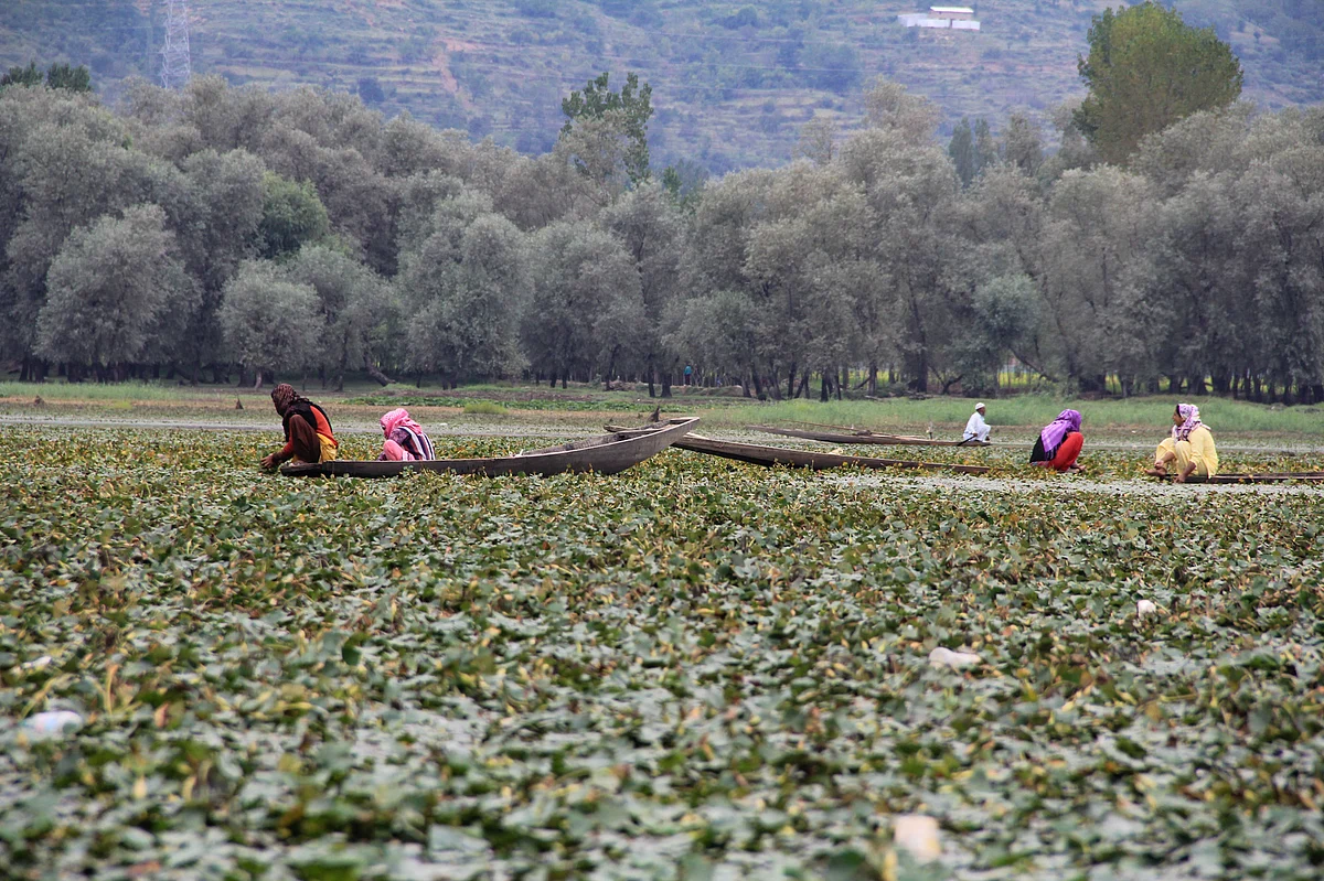 Kashmiri women extract water chestnuts at the Wular Lake in Bandipora, Northern Kashmir.