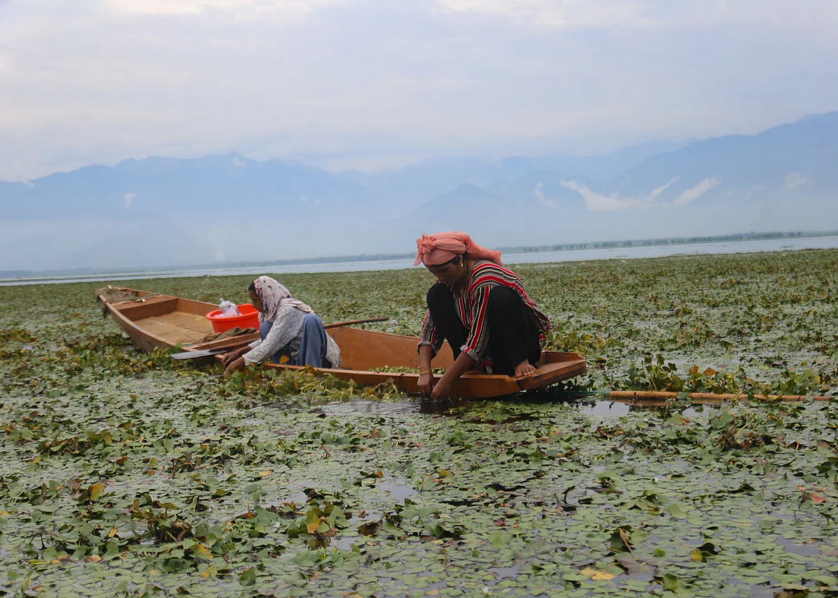 Mafooza and Kulsuma extract water chestnuts at Wular Lake in Jammu & Kashmir.