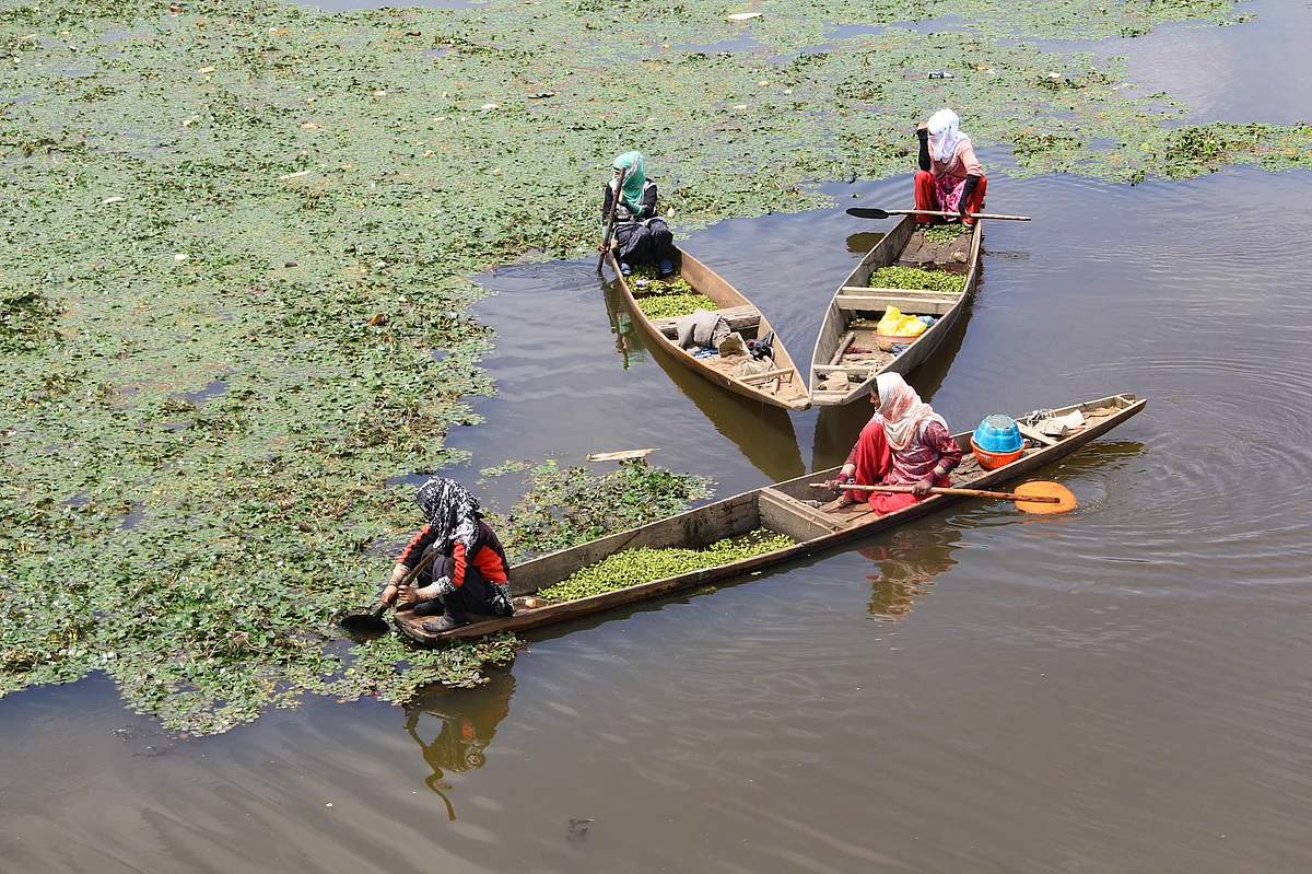 Kashmiri women wait for local traders to sell water chestnuts that they extracted from Wular Lake in the Bandipora district of North Kashmir.