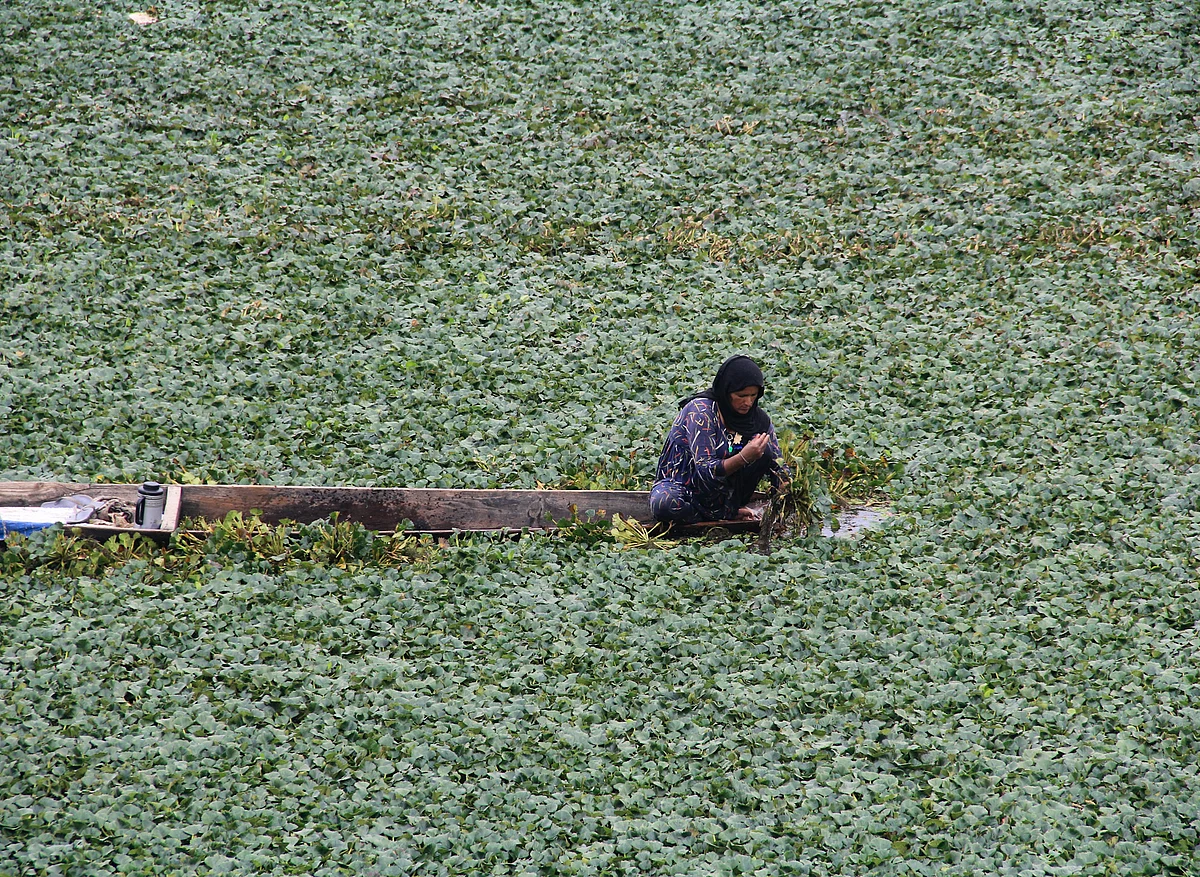 Saleema Begum collects water chestnuts from the Wular lake.