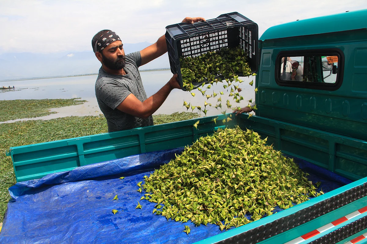 A man collects water chestnuts extracted from Wular Lake in the back of his vehicle in Bandipora district, North Kashmir.