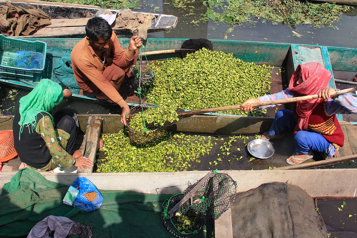 A woman helps a trader to collect the water chestnuts inside their boat at Wular Lake in Bandipora district of North Kashmir.