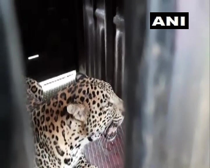 Mumbai: Leopard enters school in Goregaon, rescued by forest department - Vimarsana News