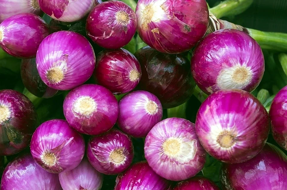 Navi Mumbai: Onion prices to remain high during festival season; will stablize only by next year