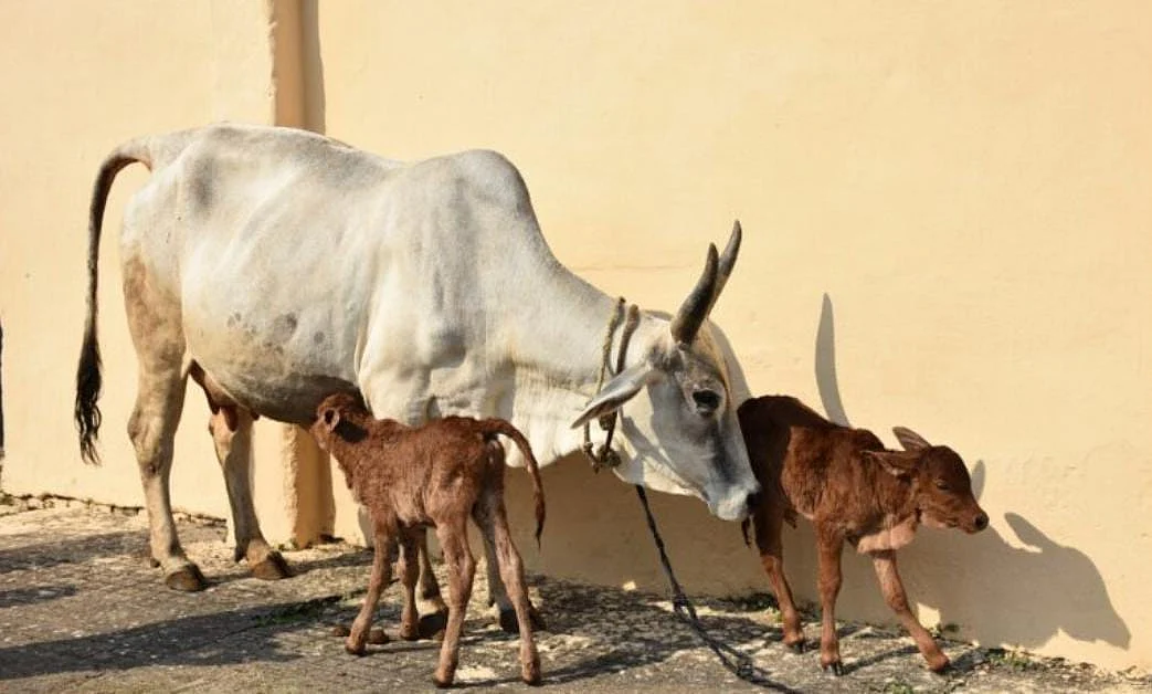 Madhya Pradesh: Veterinary Science University breeds two female calves using embryo transplant...