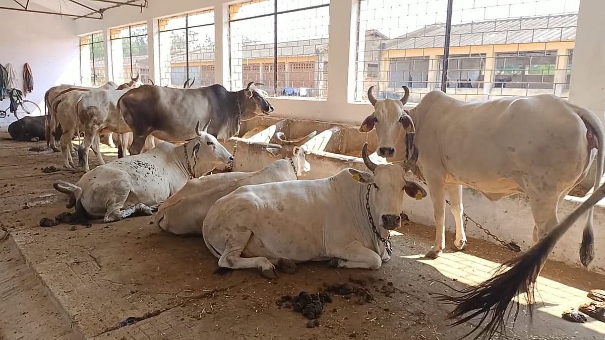 Sendhwa: Two arrested for cattle smuggling, four calves rescued - Vimarsana News