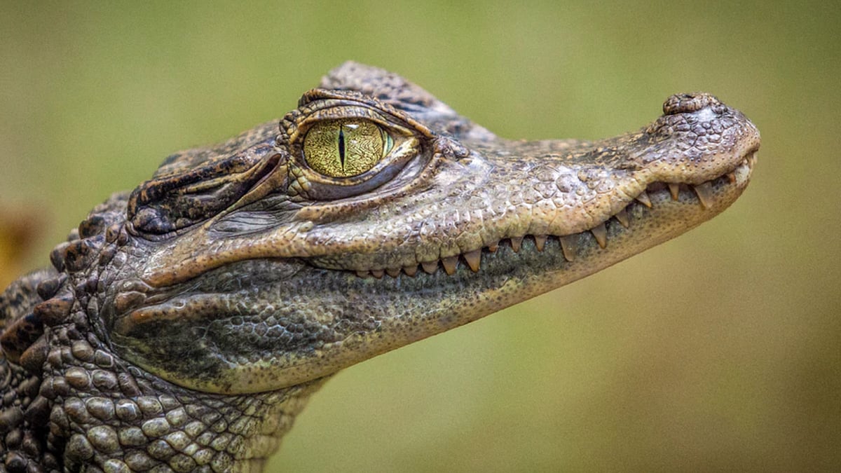 US: 85-year-old dies due to alligator attack while walking her dog in Florida - Vimarsana News