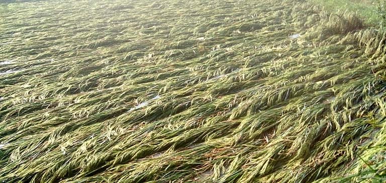 Insecticides India launches 3 crop protection products for paddy, vegetables, maize - Vimarsana News
