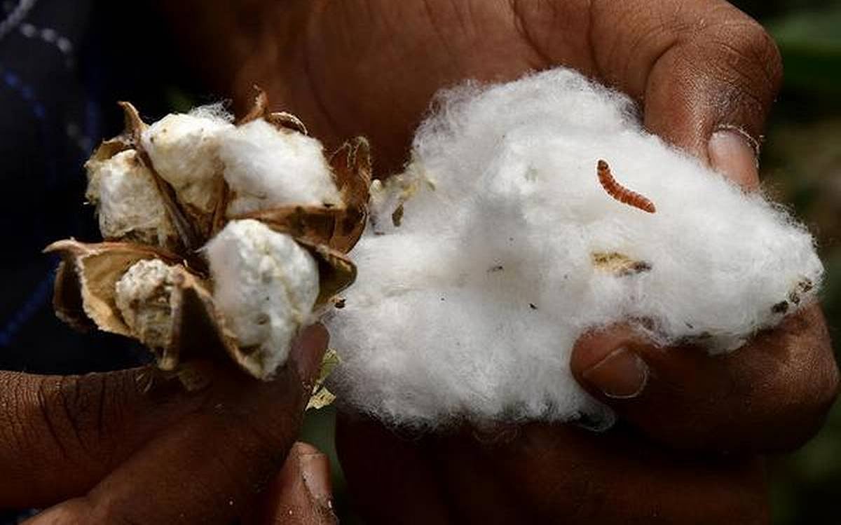 As TN spinning mills strike due to cotton price hike, workers in distress - Vimarsana News