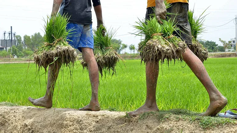 Maharashtra: Farmers forced to postpone daughters' marriages after crop losses due to excess rains
