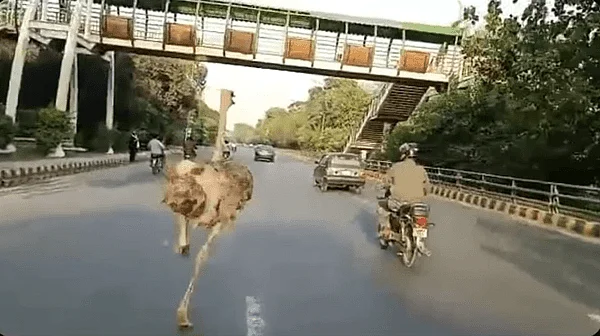 Watch : Viral video of Ostrich running down a busy road in Lahore leaves netizens in splits