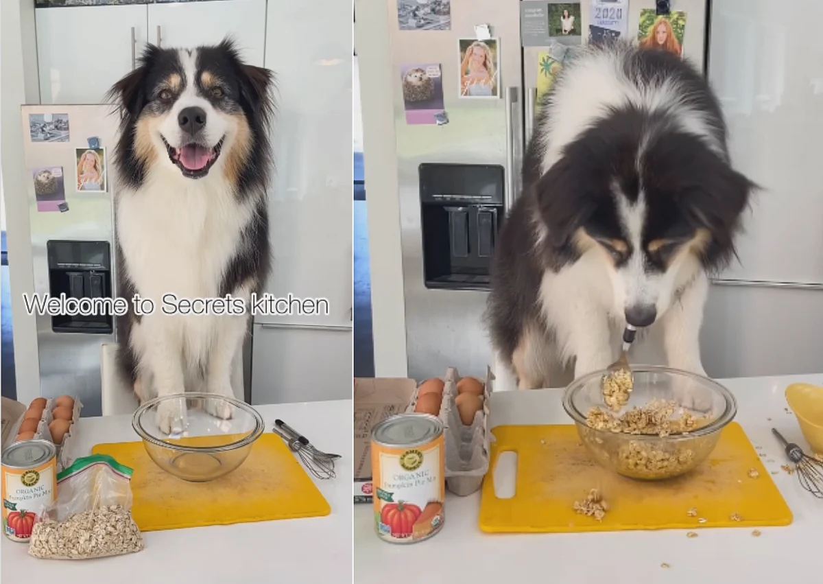 WATCH: Video of pet preparing pumpkin pie for Thanksgiving goes viral; leaves netizens in awe