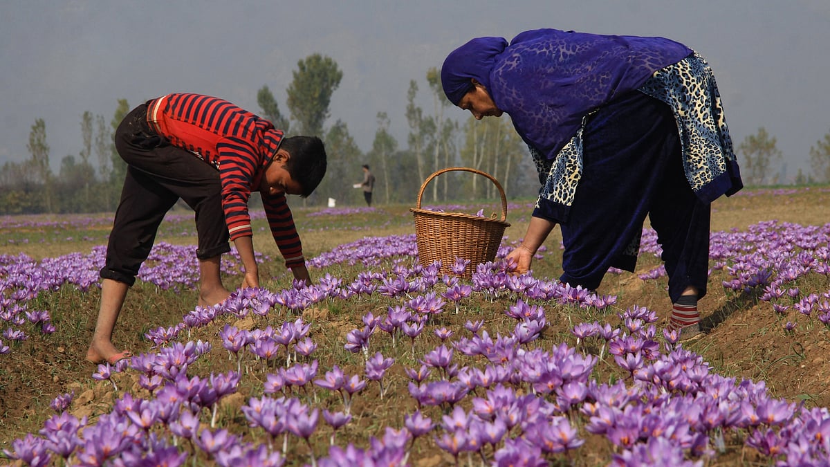 In Photos Jammu and Kashmir dons a colourful aura as 'saffron