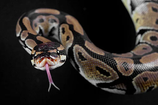 Surprise cameo that nobody saw coming! 14-feet python travels secretly with passengers in private...
