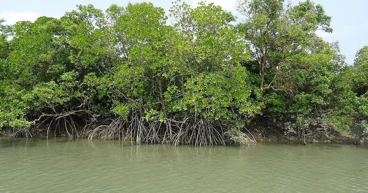West Bengal to build a bio-shield to protect its coast line and Sundarbans Islands from cyclonic...