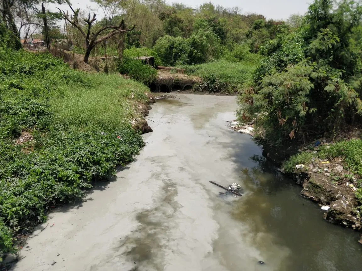 Navi Mumbai: Debris on Kharghar mangroves unchecked, allege  environmentalists